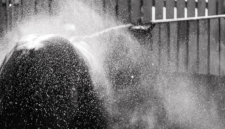18/07/20 3rd 20/1 – Quaint – Hughie Morrison – Haydock
