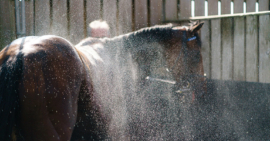 14/07/20 1st 12/1 – Saintbury Lady – Fergal O’Brien – Southwell