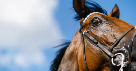 14/02/20 1st 4/7 – Estrela Star – Ali Stronge – Lingfield Park