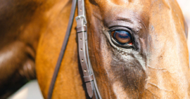 21/06/20 3rd 14/1 – Capone – Charlie Mann – Kempton Park