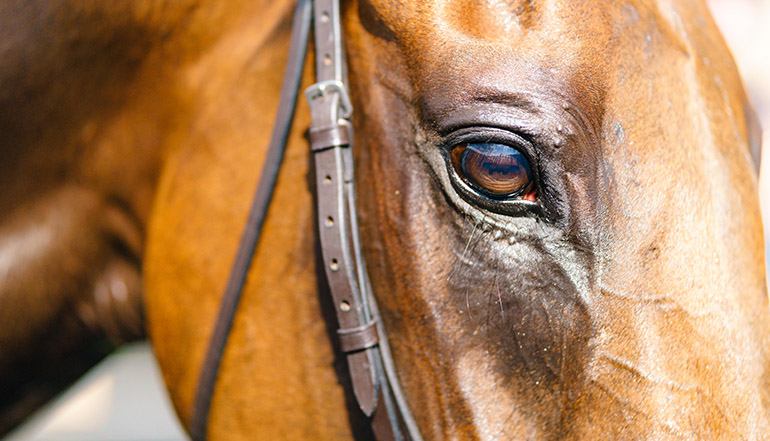 12/03/20 4th 12/1 – Third Wind – Hughie Morrison – Cheltenham